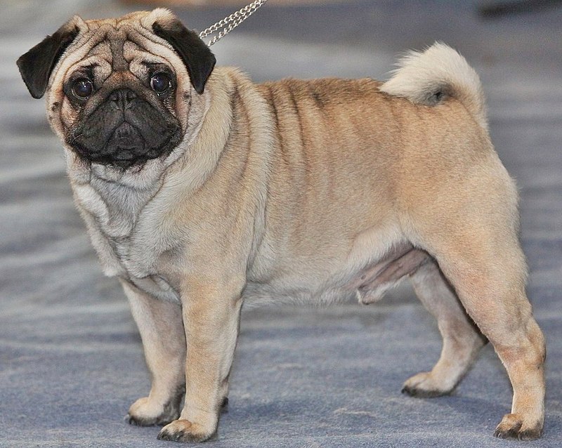 Image of Pug posted on 2022-03-13 14:06:50 from Jaipur